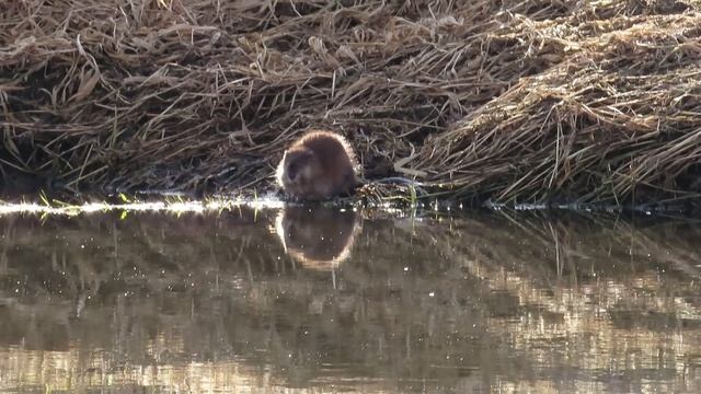 Утреннее умывание ондатры на Ижоре 12 апреля 2026.