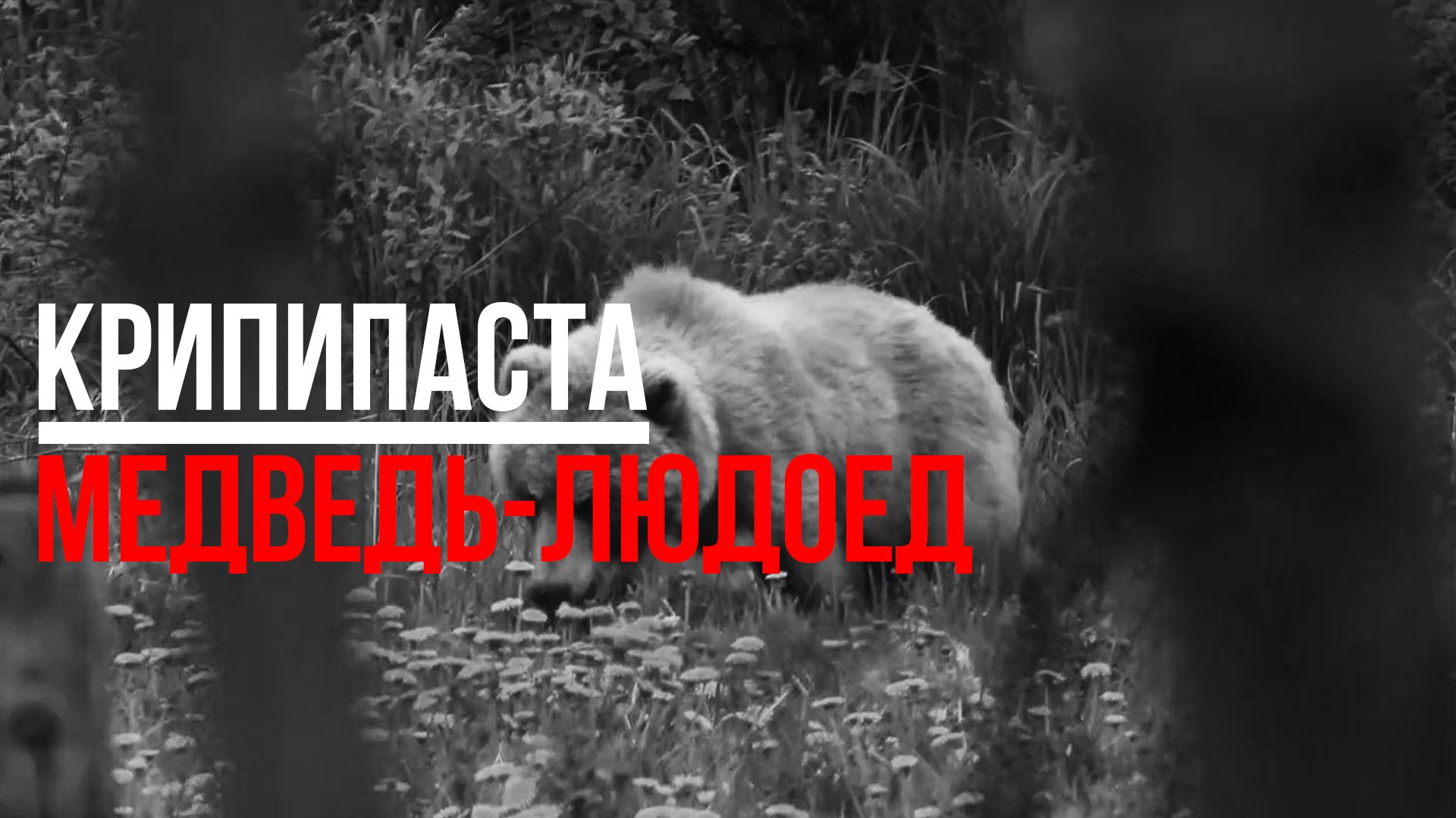 Медведь-людоед. Городские легенды. Candida. [Крипипаста]