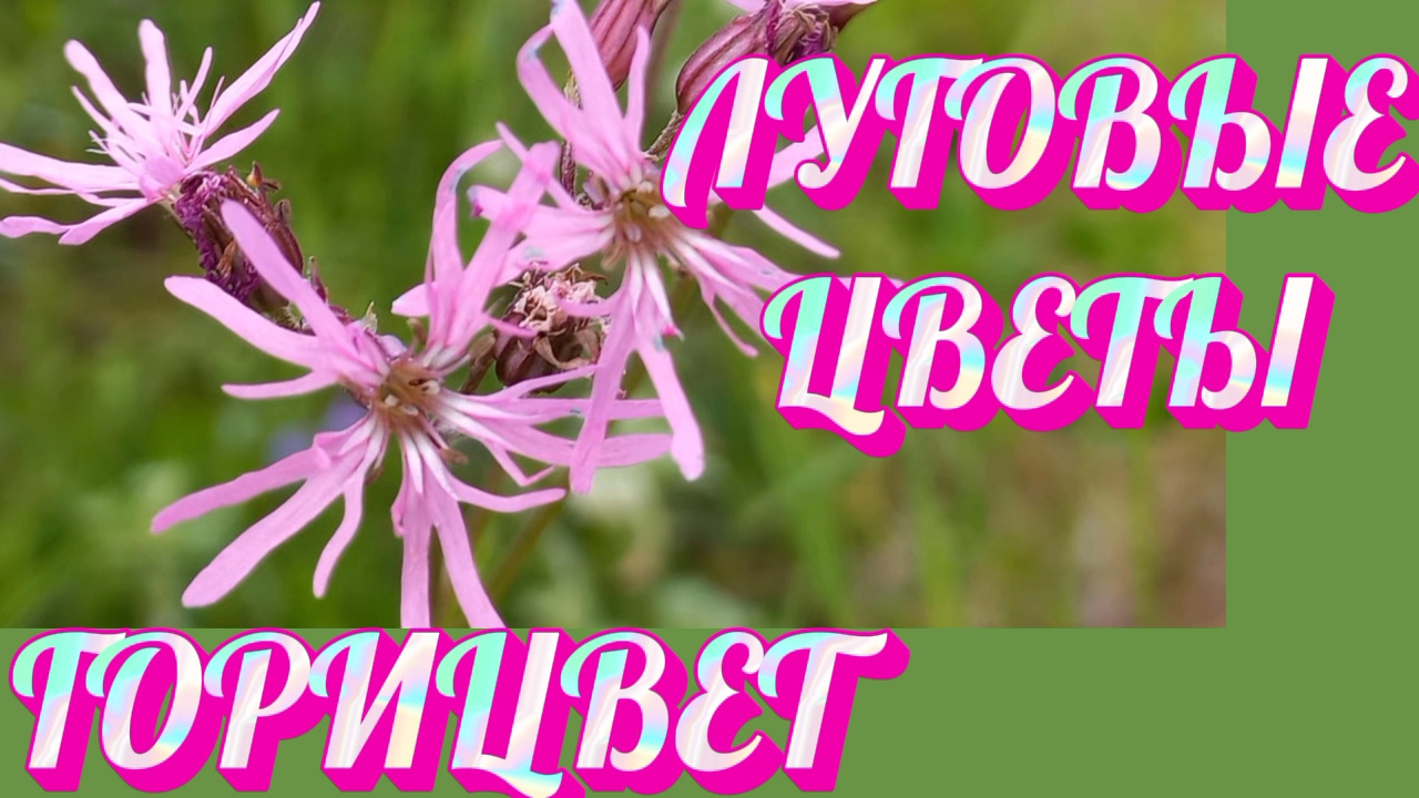 Лговые цветы Пение птиц дарят вдохновение нам Горицвет Колокольчик Подмаренник