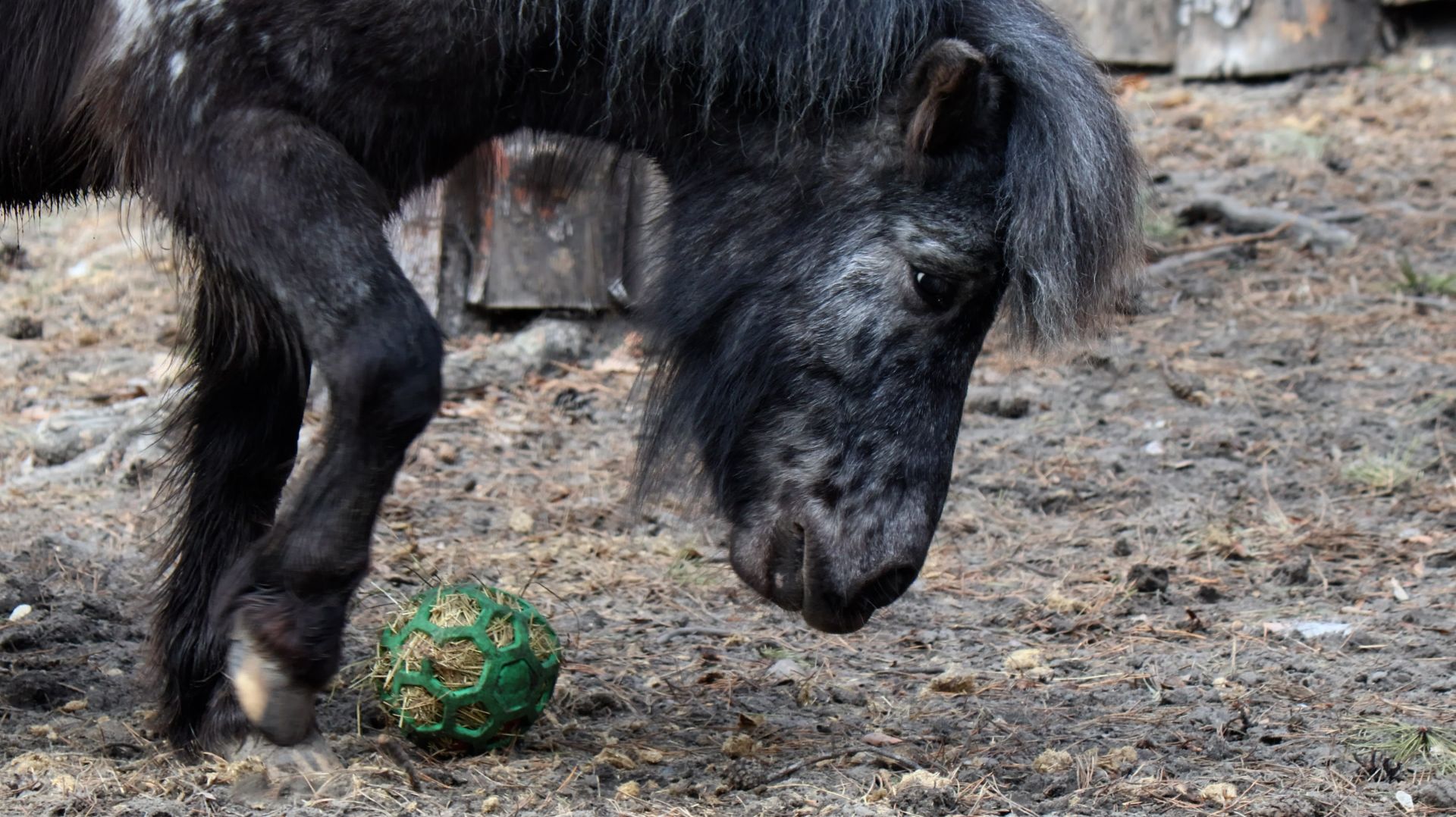 Пони играют в футбол со съедобным мячиком.
