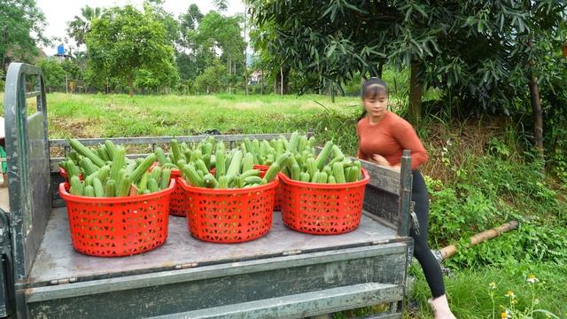 Harvesting A Luffa Quantity The Farm - Use Trucks To Transport Goes To Village Market Sell