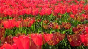 ВИДЕОФОН - КРАСНЫЕ  ТЮЛЬПАНЫ - ВИДЕОМОНТАЖ
