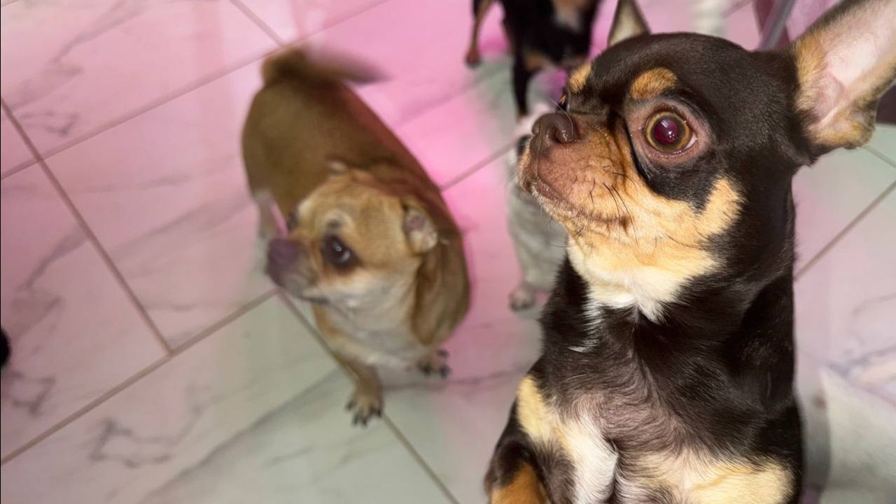 Немножечко полакомились домашней колбаской.