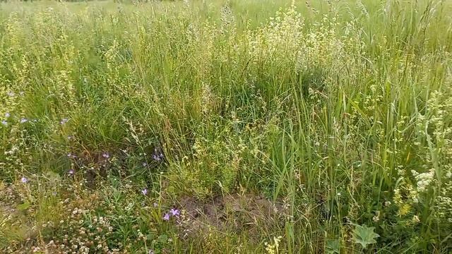 Лговые цветы Пение птиц дарят вдохновение нам Горицвет Колокольчик
Подмаренник