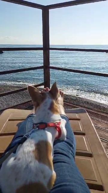 #ЧИХУАХУАРЕДИ❤️МОРЕ МОРЕ