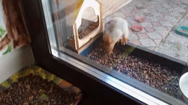 шумный вольный зоопарк за окном