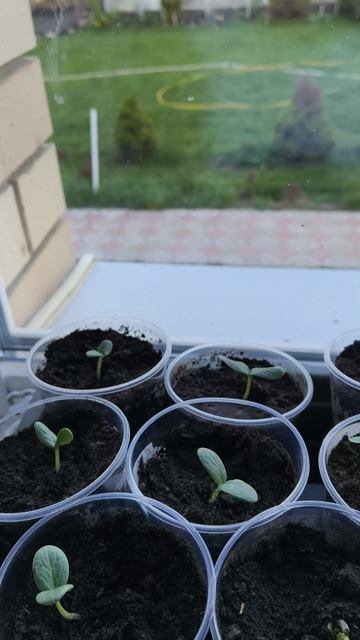 огурцы пятый день 28 апреля #теплица #дача #садоводничество #огород #уходзатеплицей