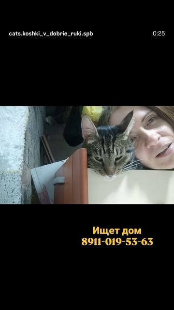 Самый ласковый котик в мире ищет дом! зовут Рикардо. Живёт в приюте.
