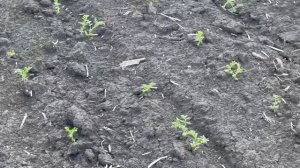 Нут/озимая пшеница 27.04.2026