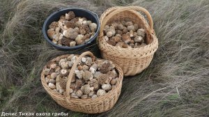 Это настоящая удача - наткнулся на целое поле степных сморчков