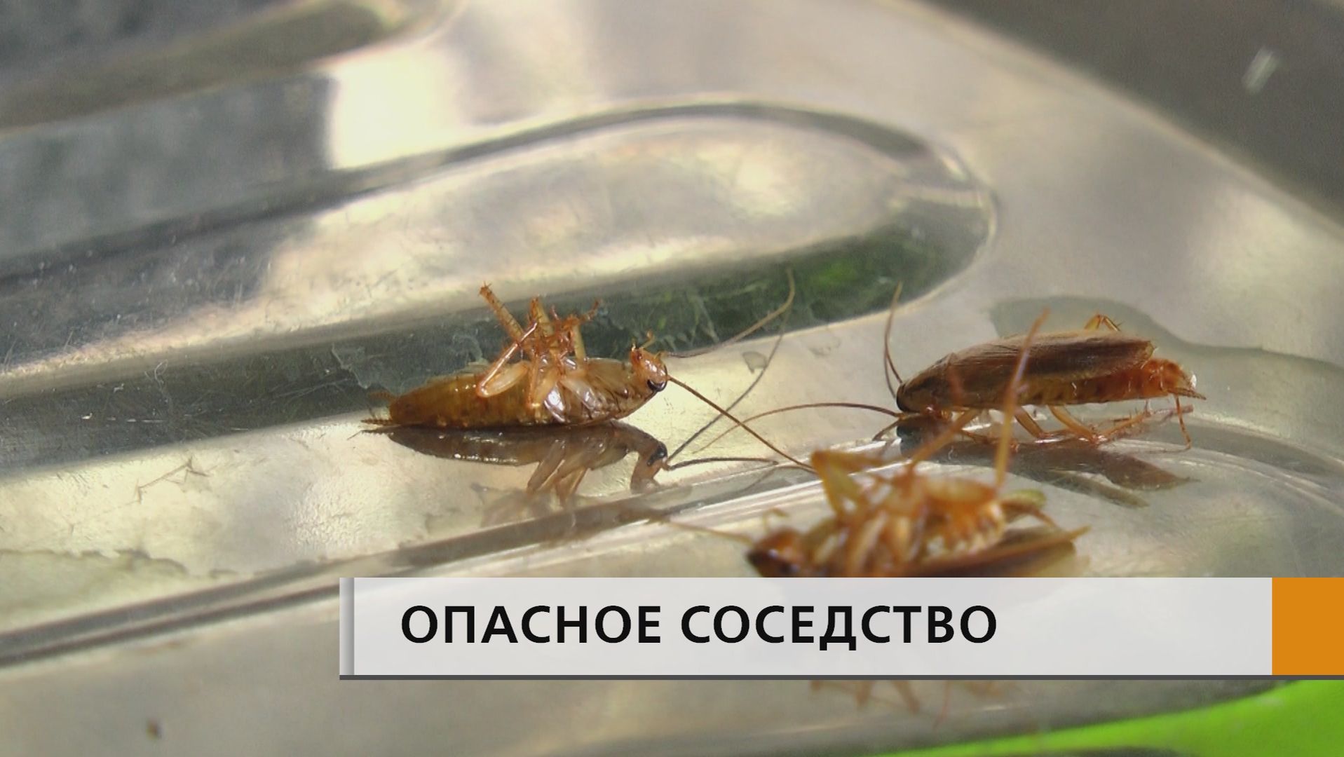 Тараканы и клопы возвращаются — и это уже не просто бытовая неприятность