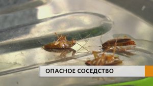 Тараканы и клопы возвращаются — и это уже не просто бытовая неприятность