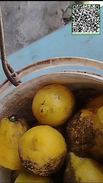 Грязные черные лимоны