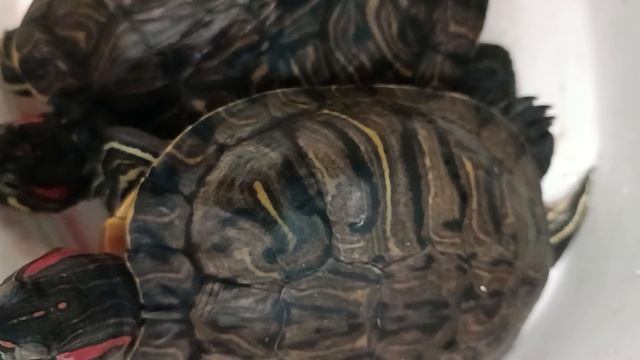 Ну и снова очень много красноухих черепах