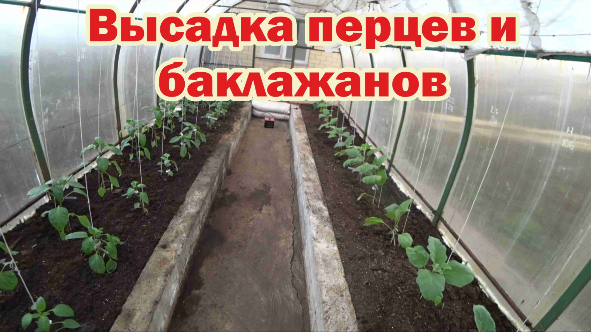 Пора высаживать перцы и баклажаны на теплые грядки в теплицу