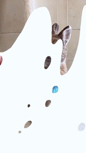 Номировская Е.В.