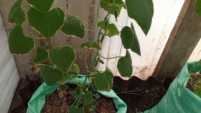 дела домашние 28апреля