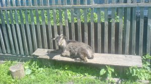 Песня Сарский гид. Евгений П. Для канала Умелец ТВ.