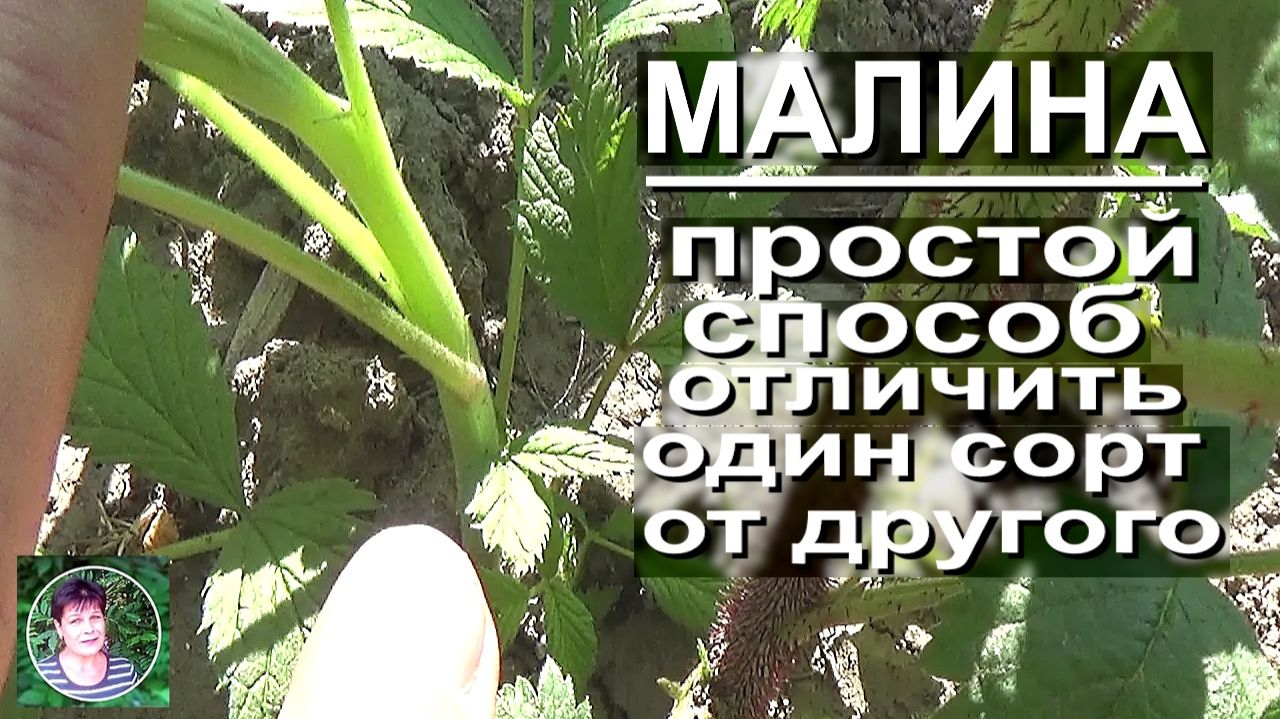 Безошибочный метод— Как ТОЧНО распознать сорта малины в одном кусте