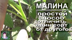 Безошибочный метод— Как ТОЧНО распознать сорта малины в одном кусте
