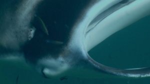 Социальная жизнь СКАТОВ