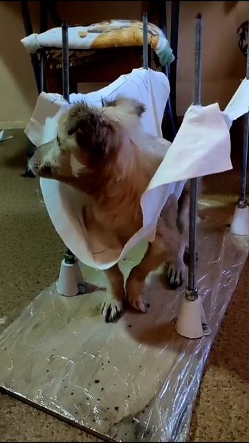 Занятия Ксюши со Снежком до того как пришла коляска