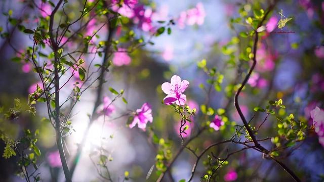 Ловушка ЛУКАВОГО! НЕ КОПАЙТЕСЬ в своих Грехах! Игнатий Брянчанинов