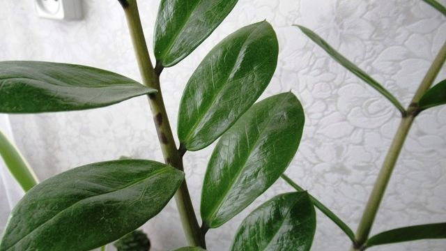 Если замиокулькас не наращивает новые побеги, что делать