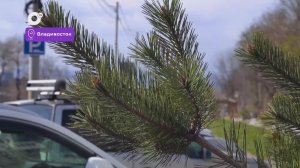 Было / Стало / Сквер на Жигура и пляж на Татарской / 28.04.26