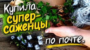 Спасибо! СУПЕР САЖЕНЦЫ клубники,малины,ежевики,крыжовника,смородины. Купила саженцы по почте