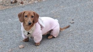 лесная прогулка