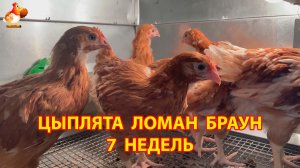 Цыплята Ломан Браун в 7 недель