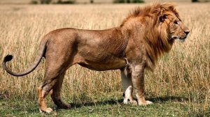 🎈Звуки животных для детей – развивающие мультики для самых маленьких – как говорят животные