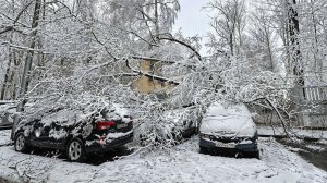 Деревья срывает сильным ветром. Мокрый снег заваливает улицы Москвы больше суток