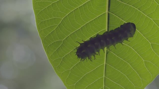 Ненасытная гусеница Павлиноглазка