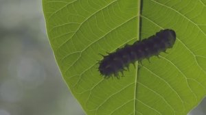 Ненасытная гусеница Павлиноглазка