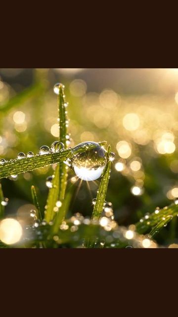 #роса #вдохновение #закат #капли #свежесть