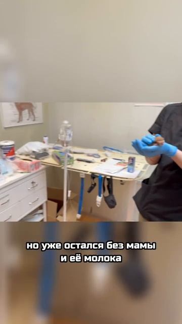 Кошачий ад за закрытой дверью... | Хана, Хэл, Хлоя и Хомми