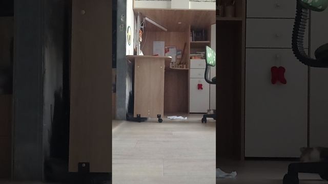 кошак сделал пять трюков😂😂