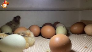 Мы снимали инкубатор 7 часов ночью… и дождались чуда (9)