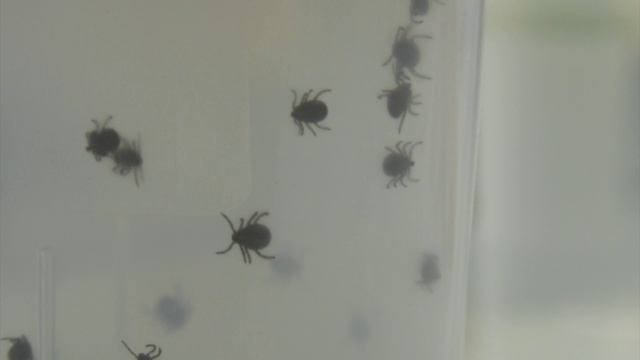 Более 245 гектаров общественных пространств Воронежской области обработаны средствами против клещей