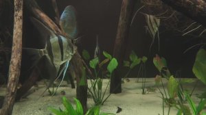 Дискусы. Скалярии. Рыбы. Аквариумные рыбки. Элегантность в толще воды. Релакс. Москвариум 2026