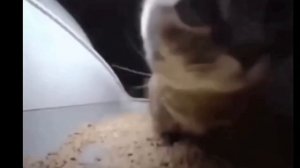 5 мемных видео