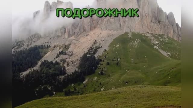 Синяя птица «Подорожник» Сергей Дроздов и ВИА "Синяя птица", 1982г.