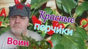 Воин и Красные перчики.