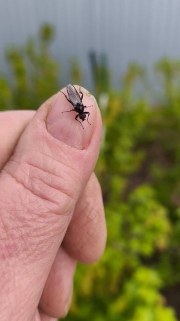 смородина после обработки 28 апреля #теплица #дача #садоводничество #огород #уходзатеплицей