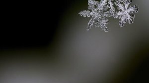 'Игорь Фёдоров' 'Свет от Света'