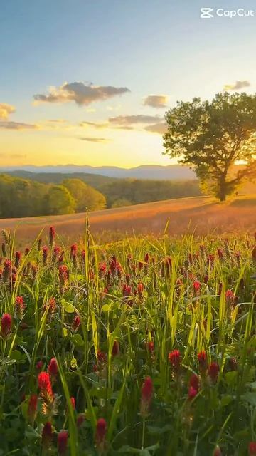 Закат и красный клевер