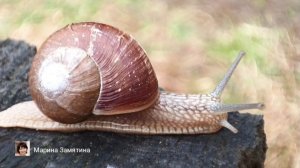 Экотерапия 83 серия.