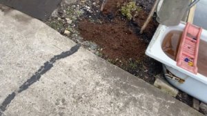 Произвожу уборка мусора. Цветы расцвели,